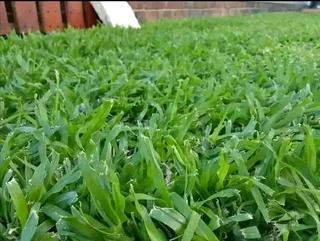 Kikuyu grass and etc