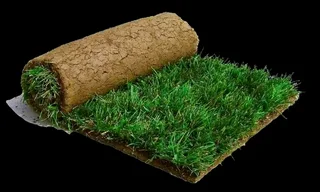 Kikuyu grass and etc