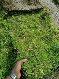 Kikuyu grass and etc