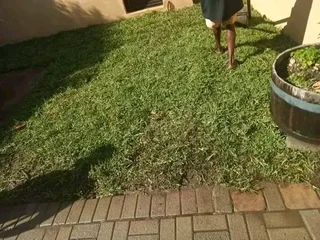 Kikuyu grass and etc