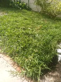 Kikuyu grass and etc