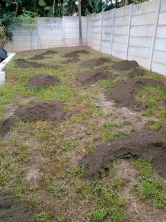 Kikuyu grass and etc