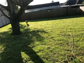 Kikuyu grass and etc