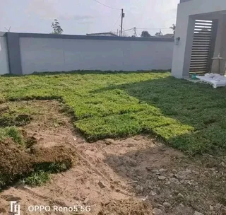 Kikuyu grass and etc