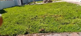 Kikuyu grass and etc