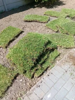 Kikuyu grass and etc