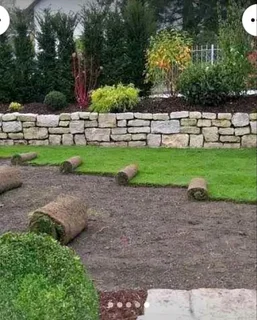 Kikuyu grass and etc