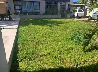 Kikuyu grass and etc