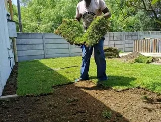 Kikuyu grass and etc