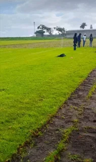 Kikuyu grass and etc