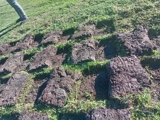 Kikuyu grass and etc