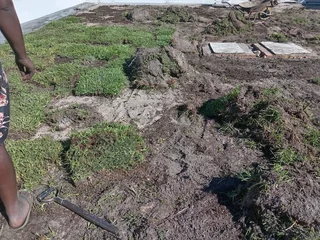 Kikuyu grass and etc