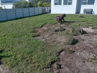 Kikuyu grass and etc