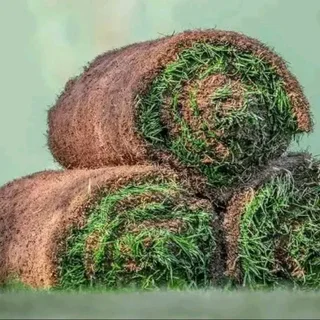 Kikuyu grass and etc