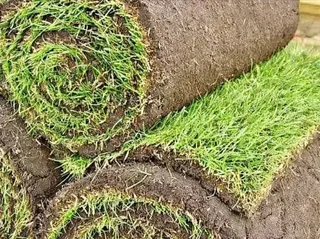 Kikuyu grass and etc