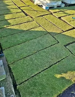 Kikuyu grass and etc