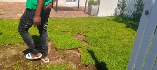 Kikuyu grass and etc