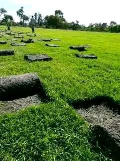 Kikuyu grass and etc