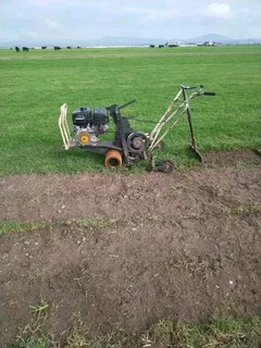 Kikuyu grass and etc