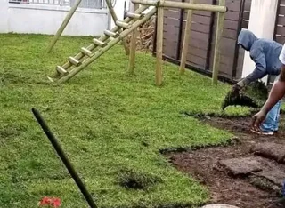 Kikuyu grass and etc