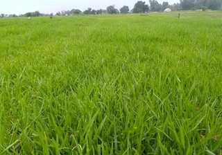 Kikuyu grass and etc