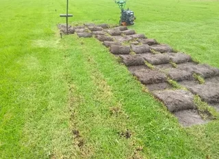 Kikuyu grass and etc