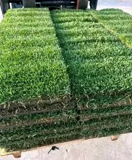 Kikuyu grass and etc