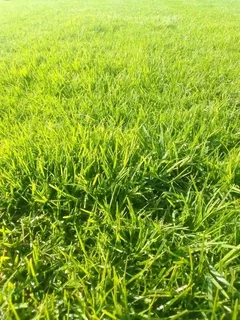 Kikuyu grass and etc is