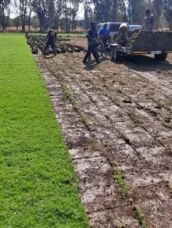 Kikuyu grass and etc