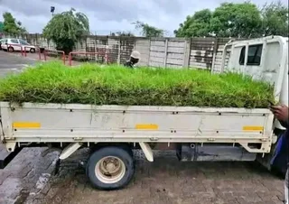 Kikuyu grass and etc