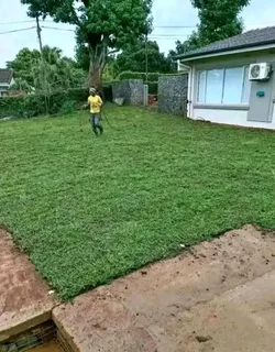 Kikuyu grass and etc