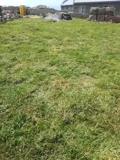 Kikuyu grass and etc