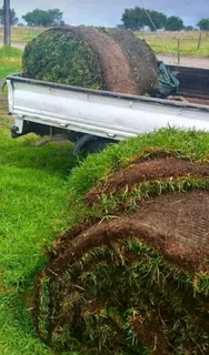 Kikuyu grass and etc