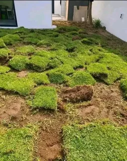 Kikuyu grass and etc