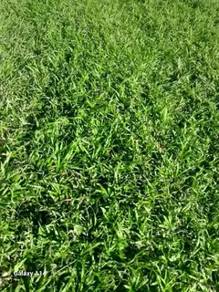 Kikuyu grass and etc