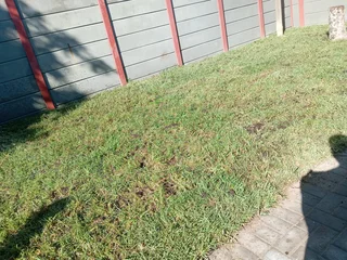 Kikuyu grass and etc is