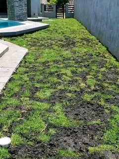 Kikuyu grass and etc is