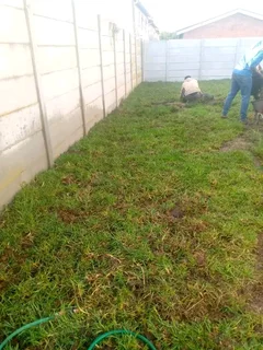 Kikuyu grass and etc is