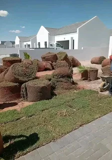 Kikuyu grass and etc