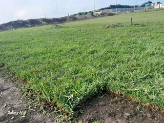 Kikuyu grass and etc