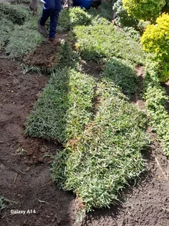 Kikuyu grass and etc