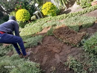 Kikuyu grass and etc