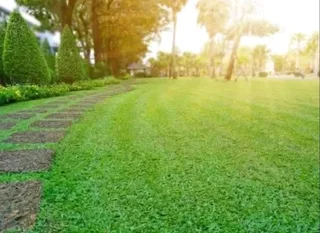 Kikuyu grass and etc