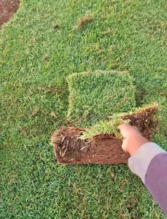 Kikuyu grass and etc