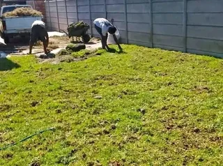 Kikuyu grass and etc