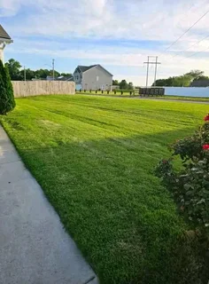 Kikuyu grass and etc