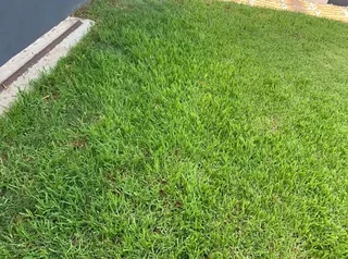 Kikuyu grass and etc