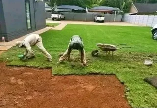 Kikuyu grass and etc