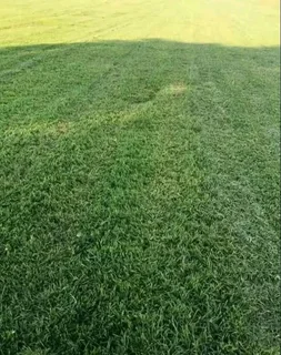 Kikuyu grass and etc
