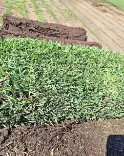 Kikuyu grass and etc